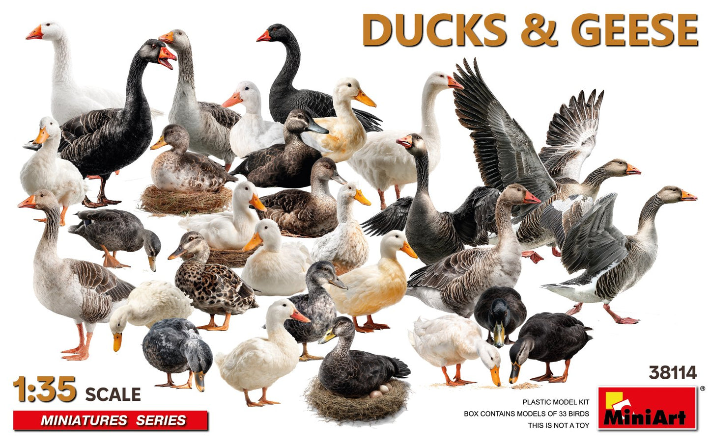 Ducks & Geese
